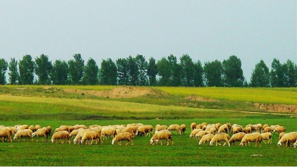 養(yǎng)殖智能生物安全管控系統(tǒng)解決方案